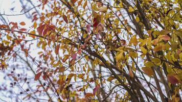 autunno generico le foglie 2 video