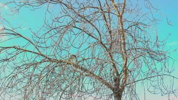 desnudo ramas de un árbol en invierno un sereno y natural paisaje video