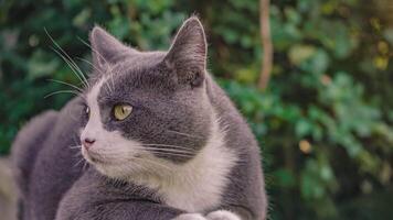 schattig kat portret Aan laag muur 8 video