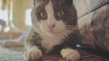 A cute adult gray house cat with bright green eyes, lying peacefully on the carpet 4 video