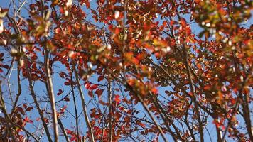 des arbres dans l'automne en dessous de bleu ciel video