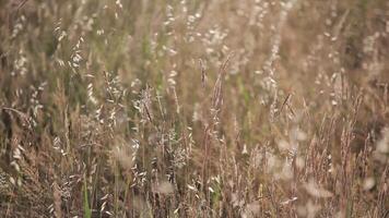 erba medica campo mosso di il vento video