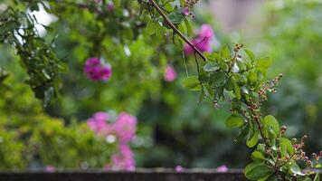 Leaves in rain video