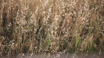 Alfalfa Feld gerührt durch das Wind 7 video