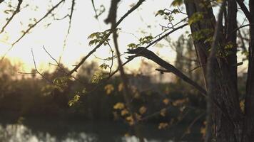 View of a pond at sunset in spring 3 video