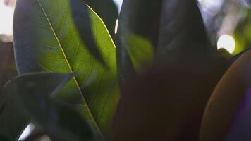 feuilles avec Soleil réflexion 5 video