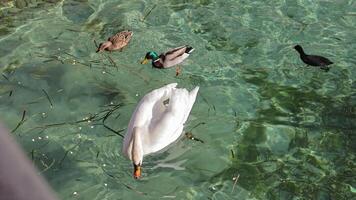 anmutig Vögel Schwimmen im das Kristall klar Wasser von See Garda video