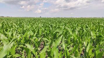 Corn cultivation field 4 video