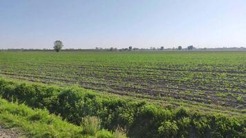 Sugar beet field in Italy 2 video
