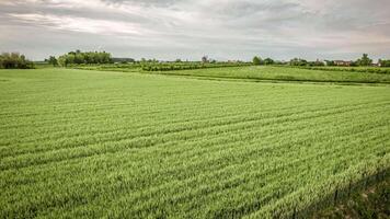 Video of vibrant green fields in Northern Italy under a dramatic cloudy sky