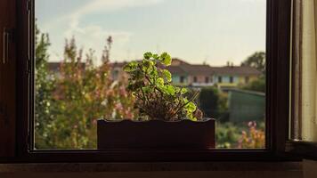 vase sur le fenêtre campagne le coucher du soleil video