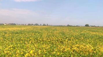 Soybean field panorama video