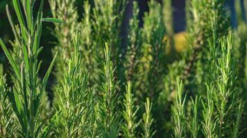 Rosemary plant detail 4 video