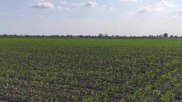 Growing corn crop 2 video