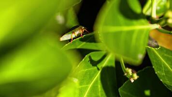 Bedbug on the leaf 3 video