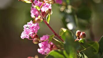 Flowering tree twigs video