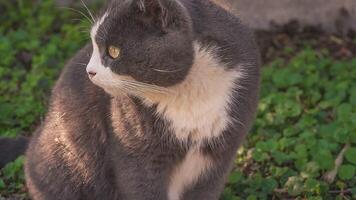 gato sentado jardín video