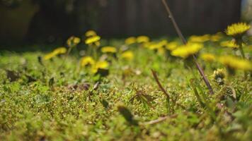 dichtbij omhoog schot van bloemen paardebloem voorjaar bokeh video