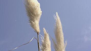 Pampas grass detail 2 video