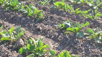 Cultivation of sugar beets 3 video