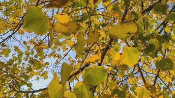 bladeren in de herfst video