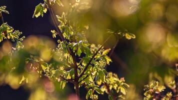 Sprouts of leaves video