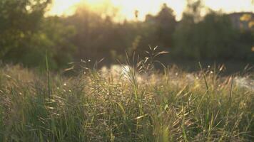 vue de une étang à le coucher du soleil dans printemps 3 video