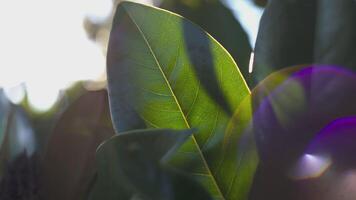 feuilles avec Soleil réflexion 6 video