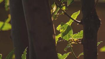 Backlit laurel leaves detail 3 video