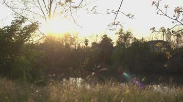 View of a pond at sunset in spring 4 video