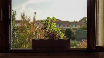 Vase auf das Fenster Landschaft Sonnenuntergang video