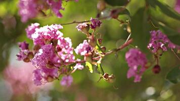 Flowering tree twigs video