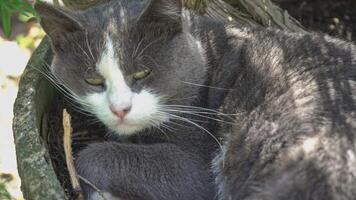 schattig kat slaapt in de tuin video