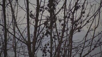 detalj av bar grenar i vinter- video