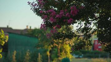 Flowering branches under blue sky of Lagerstroemia video