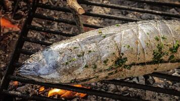 grillning tonnarella fisk video