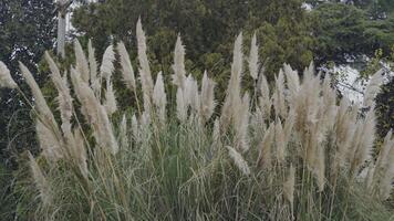 Pampas grass detail 3 video