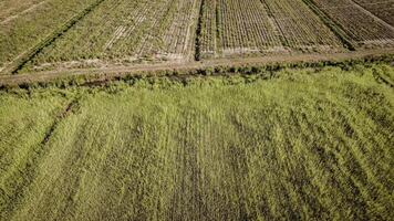 antenne visie van tarwe velden Bij zonsondergang in Italië video