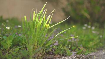 Gras Detail im Frühling video