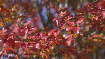 Closeup photo of red autumn leaf 6 video