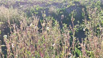 Vegetation and grass video