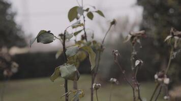 Rosenkränze im Herbst 3 video