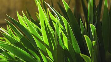 Tropical backlight vegetation video