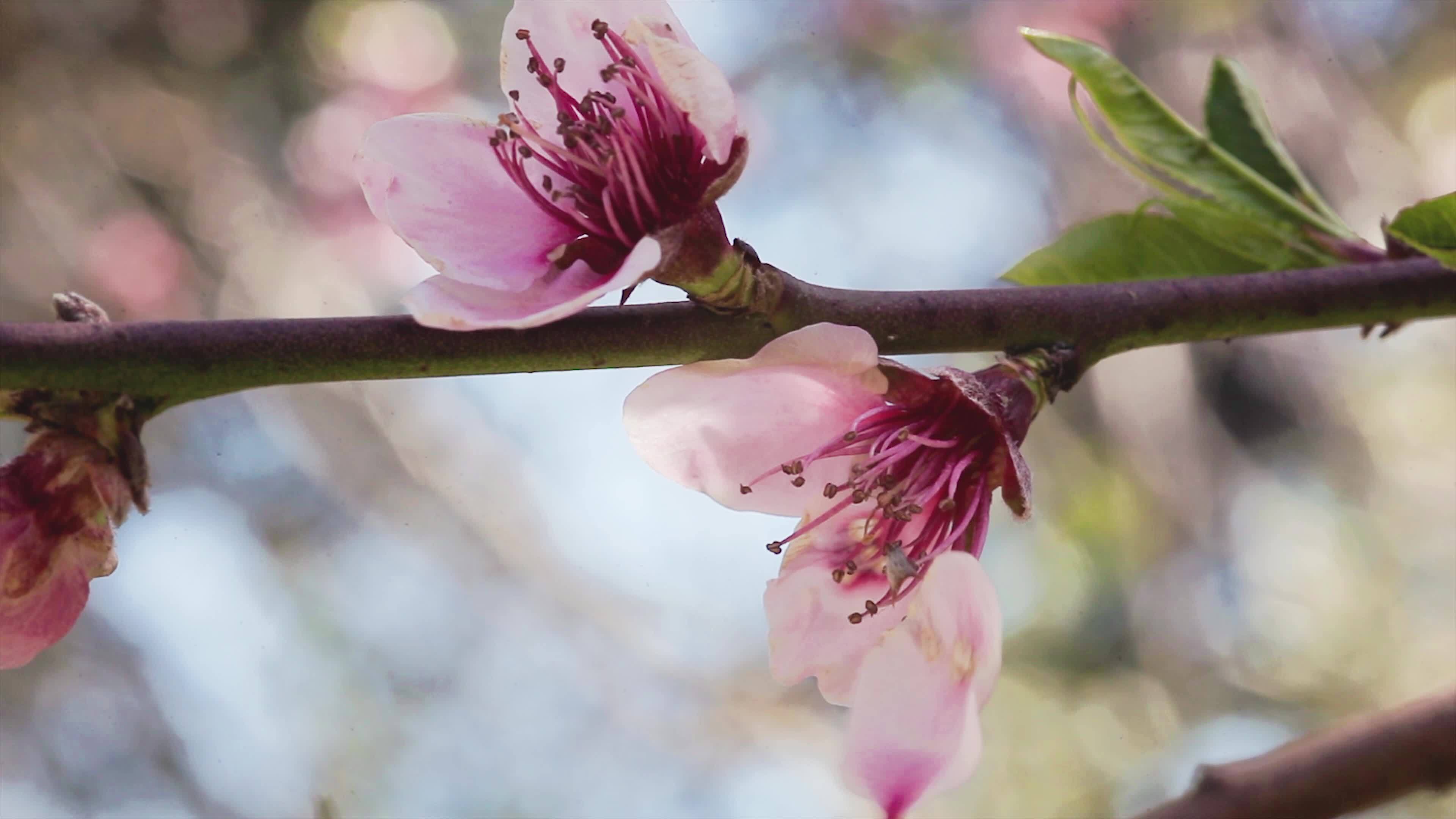 Peach flower in spring 41472264 Stock Video at Vecteezy