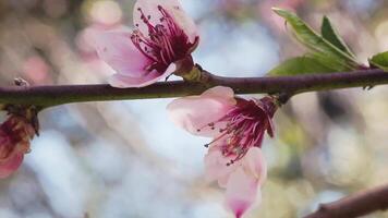 melocotón flor en primavera video
