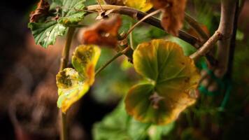 Geranium leaves detail video