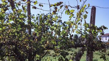 Vineyard in autumn video