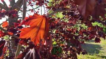 hoja en el árbol en otoño 2 video