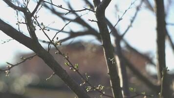 Sprigs with buds in spring video