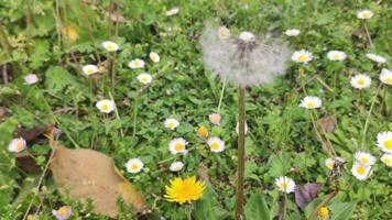 A taraxacum flower in the grass video